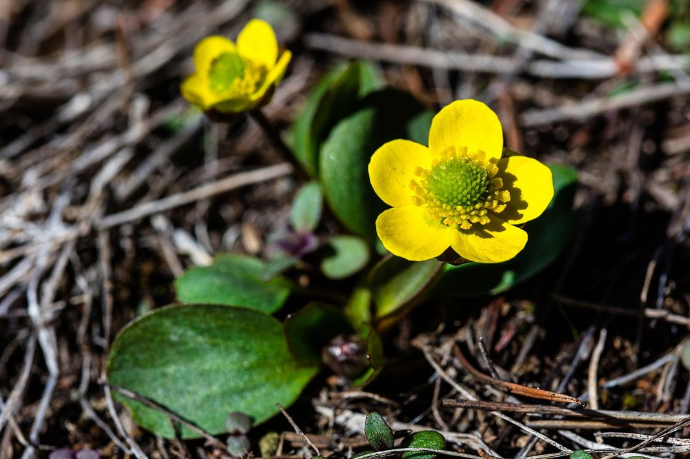 Ranunculus sp. 3.26.17 - Beaver Ponds Loop Trail by Jacob W. Frank. Original public domain image from Flickr