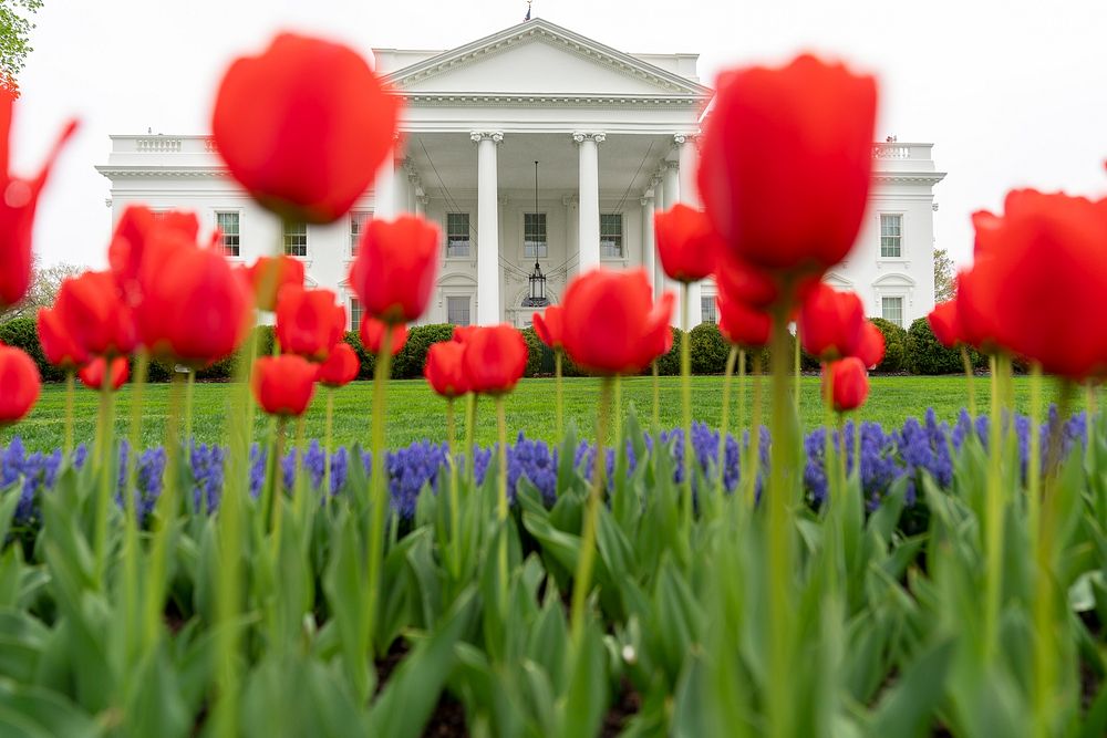 White House Grounds in Spring