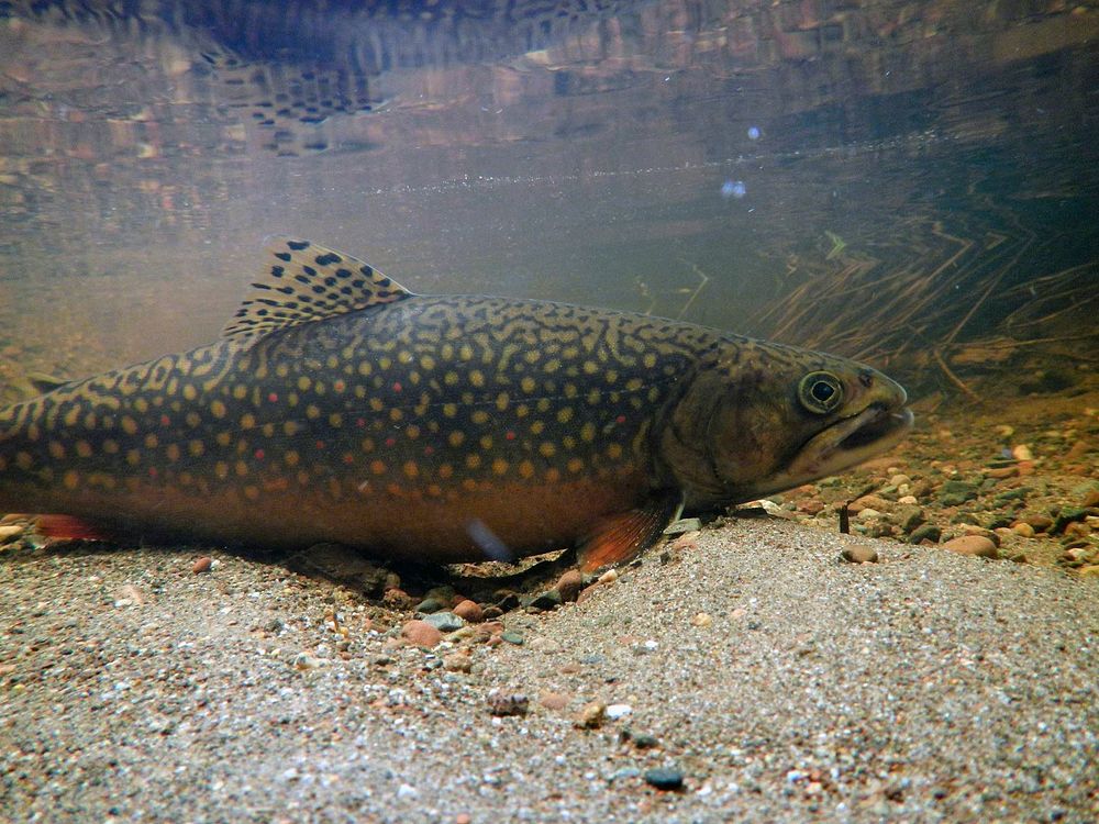 Brook TroutWe spotted this brook trout during a fish survey at Isle Royale National Park.Photo by USFWS. Original public…