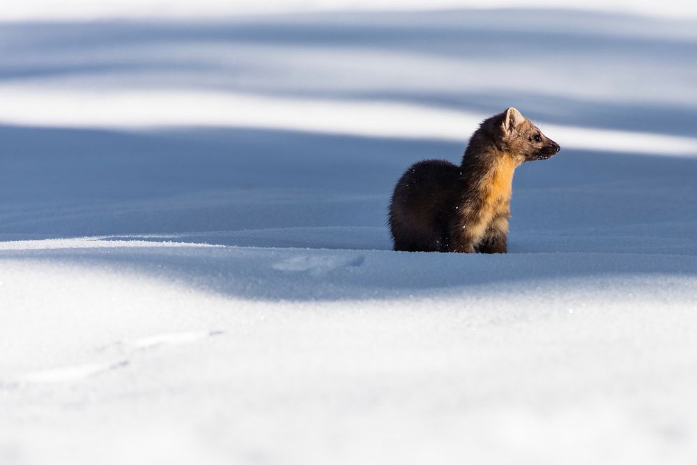 Marten listening and looking aroundby Jacob W. Frank. Original public domain image from Flickr