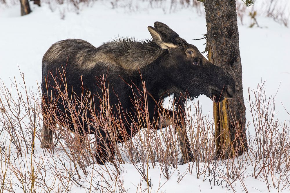 Bull Moose near Pebble Creekby Chris Ferrante. Original public domain image from Flickr