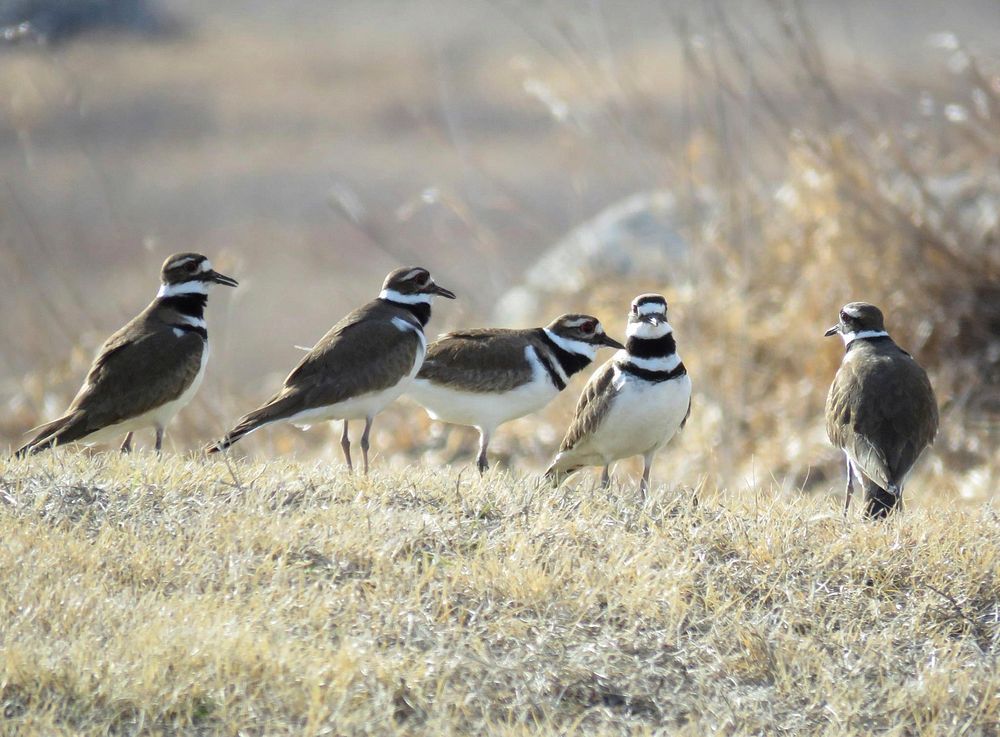 Flock of KilldeerDid you know that killdeer will often hang out in flocks during migration? This group was spotted at Morris…