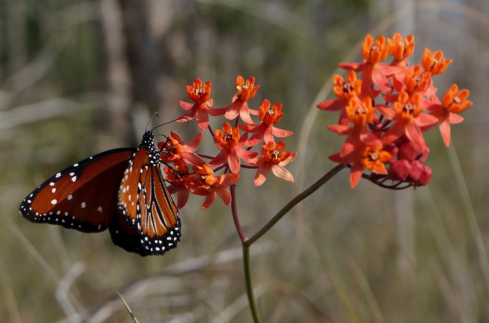 Queen Butterfly on Prairie Milkweed.