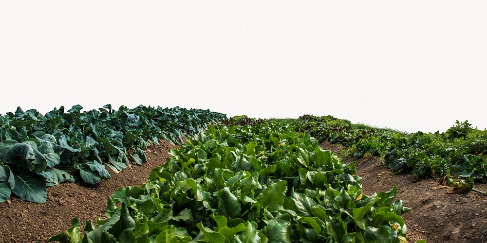 Farm field border, image element