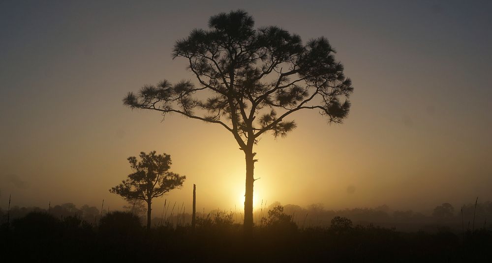 Bear Island Pine. Original public domain image from Flickr