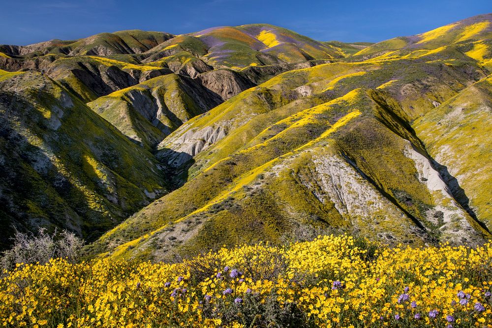 Carrizo Plain National Monument is one of the best kept secrets in California.