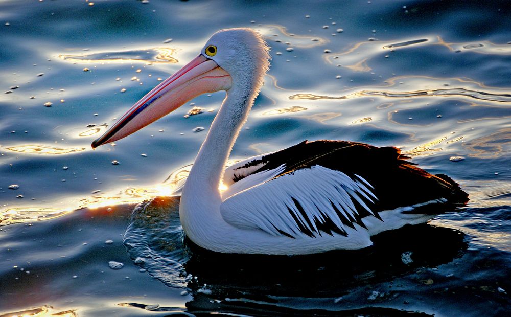 The Australian pelican - (Pelecanus conspicillatus). Original public domain image from Flickr