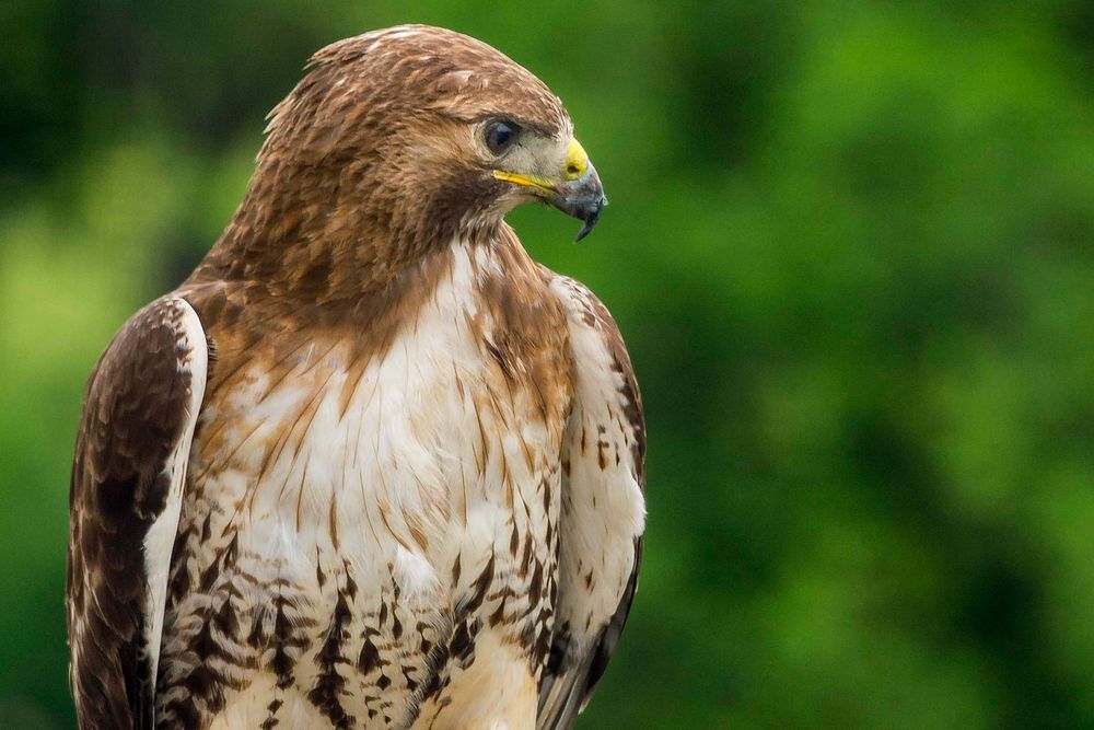 A hawk sits near its nest atop the U.S. Department of Agriculture (USDA) Whitten Building May 22, 2017. USDA photo by…