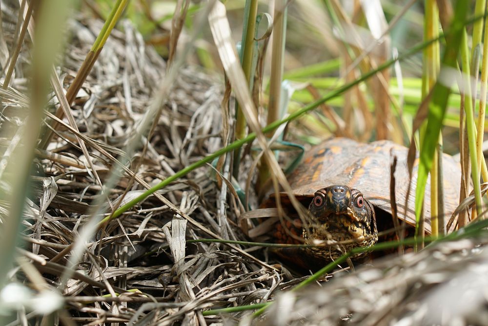 Box turtle. Original public domain image from Flickr