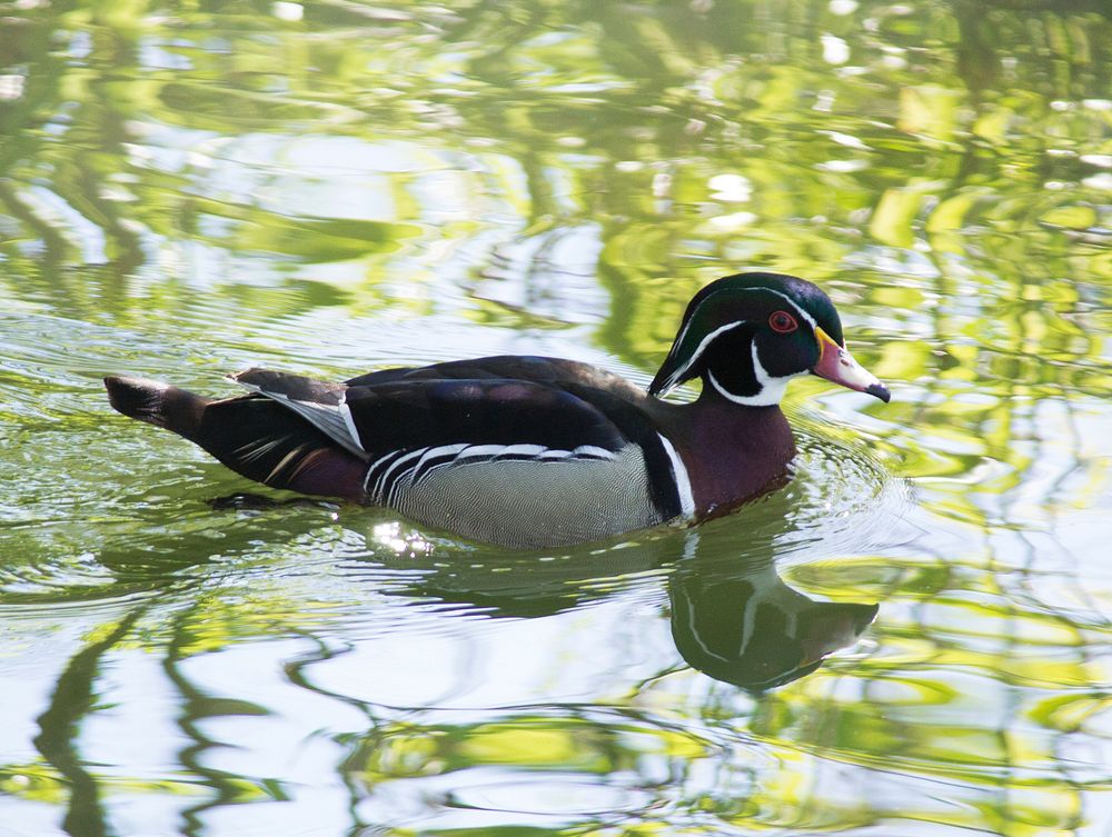 Wood DuckPhoto by Nate Rathbun/USFWS. Original public domain image from Flickr