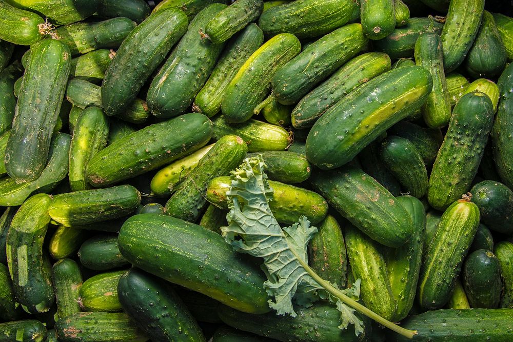 Venders cucumbers at the U.S. Department of Agriculture (USDA) farmers market at the USDA headquarters in Washington, D.C.…