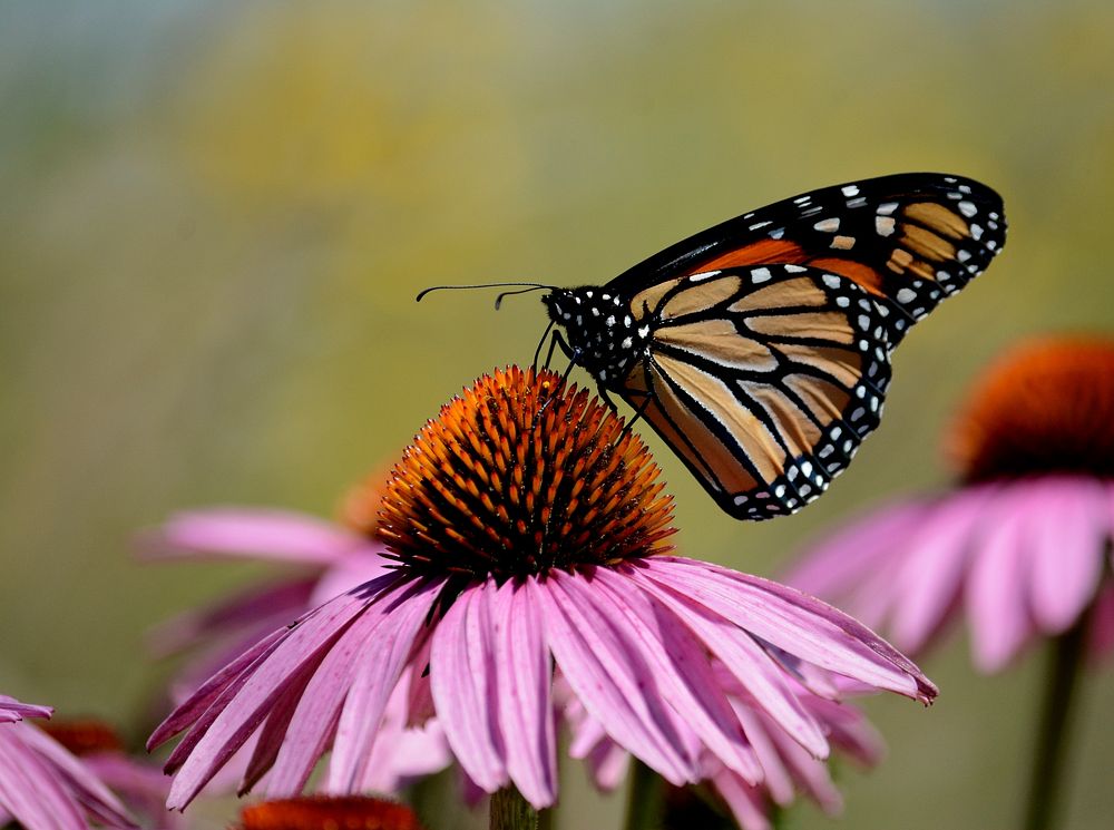 Monarch butterfly on purple coneflowerPhoto by Jim Hudgins/USFWS. Original public domain image from Flickr