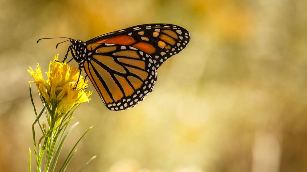 Monarch butterfly at Rocky Mountain Arsenal National Wildlife RefugePhoto by Axel Brunst/USFWS. Original public domain image…
