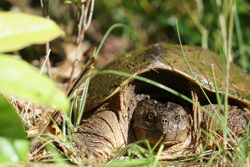 Snapping turtle. Original public domain image from Flickr