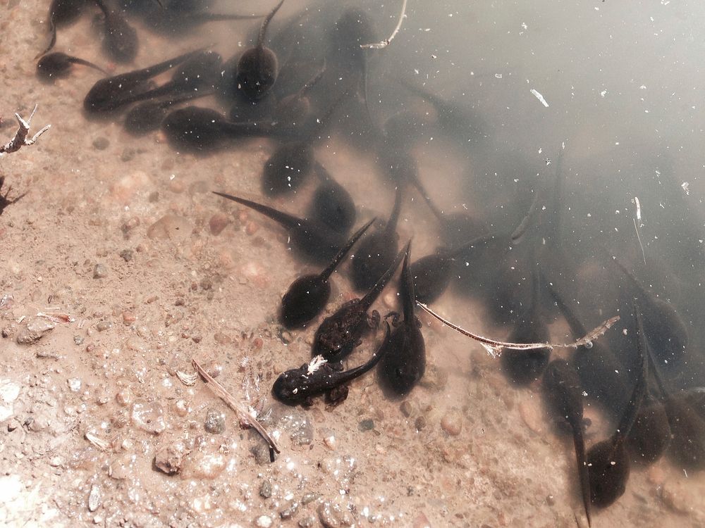 Western Toad tadpoles. Original public domain image from Flickr