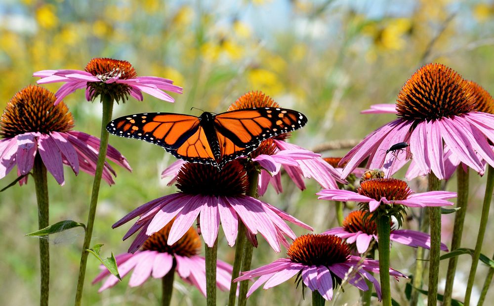 Monarch butterfly and honeybee on purple coneflower. Original public domain image from Flickr