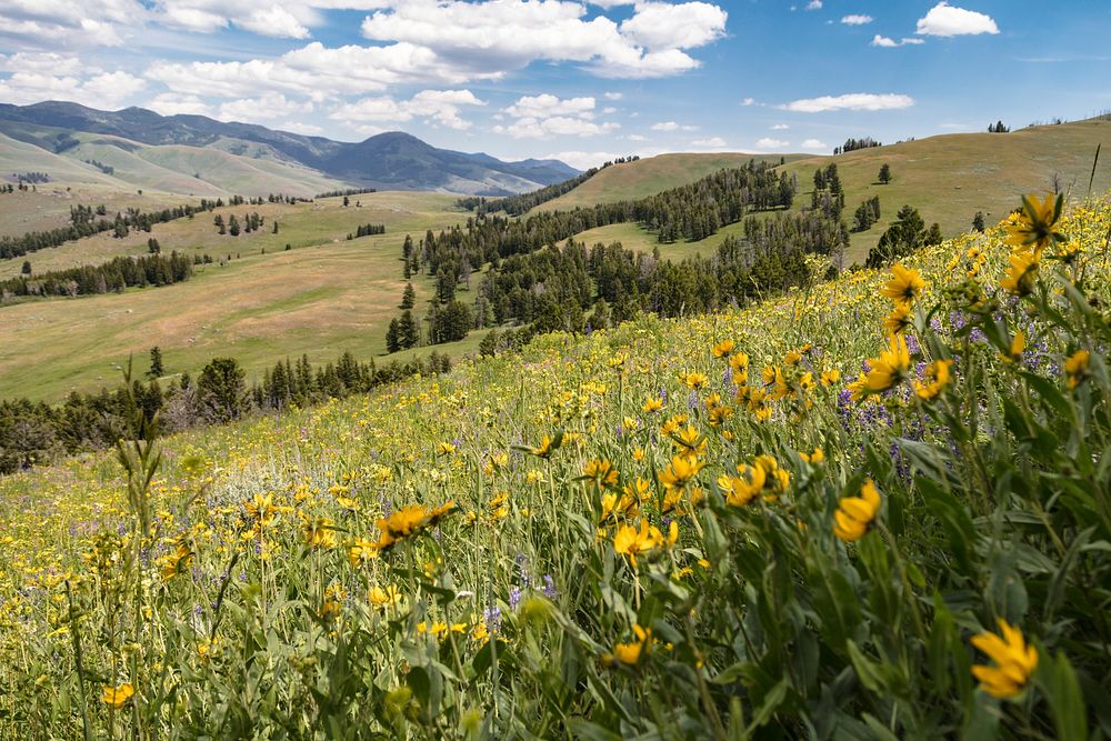 Wildflowers in Lamar Valleyby Jacob W. Frank. Original public domain image from Flickr