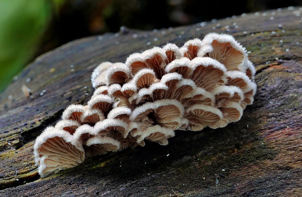 Schizophyllum commune is a species of fungus in the genus Schizophyllum.