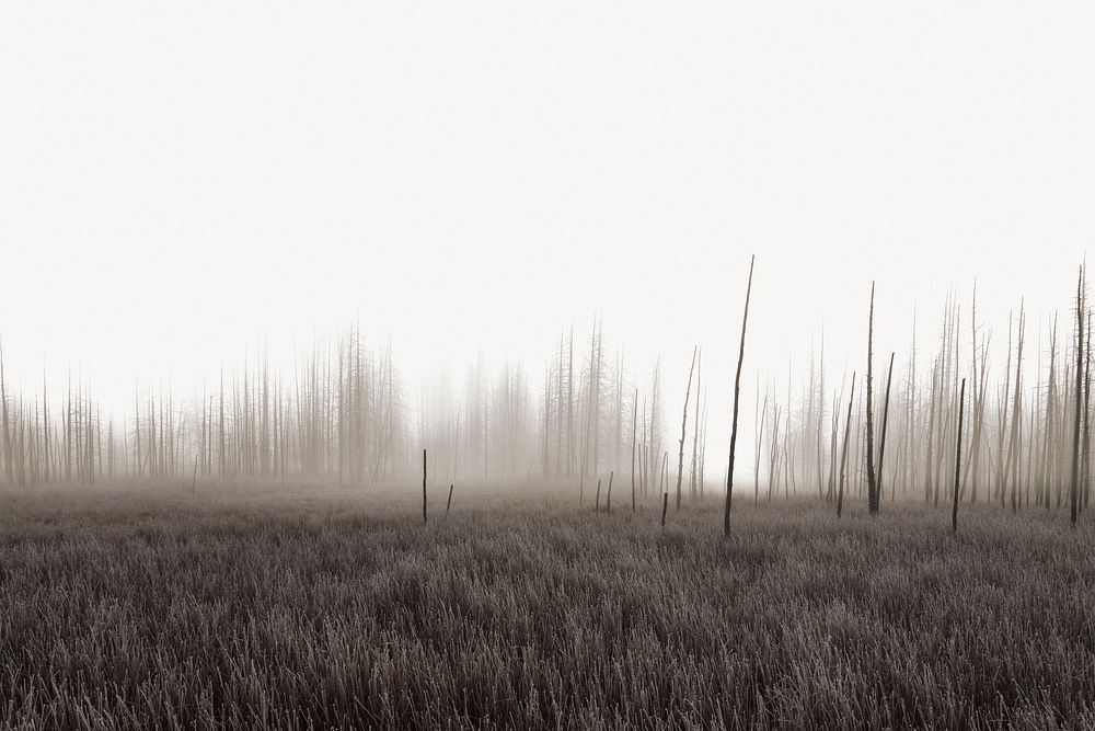 Foggy grass field border, nature photo