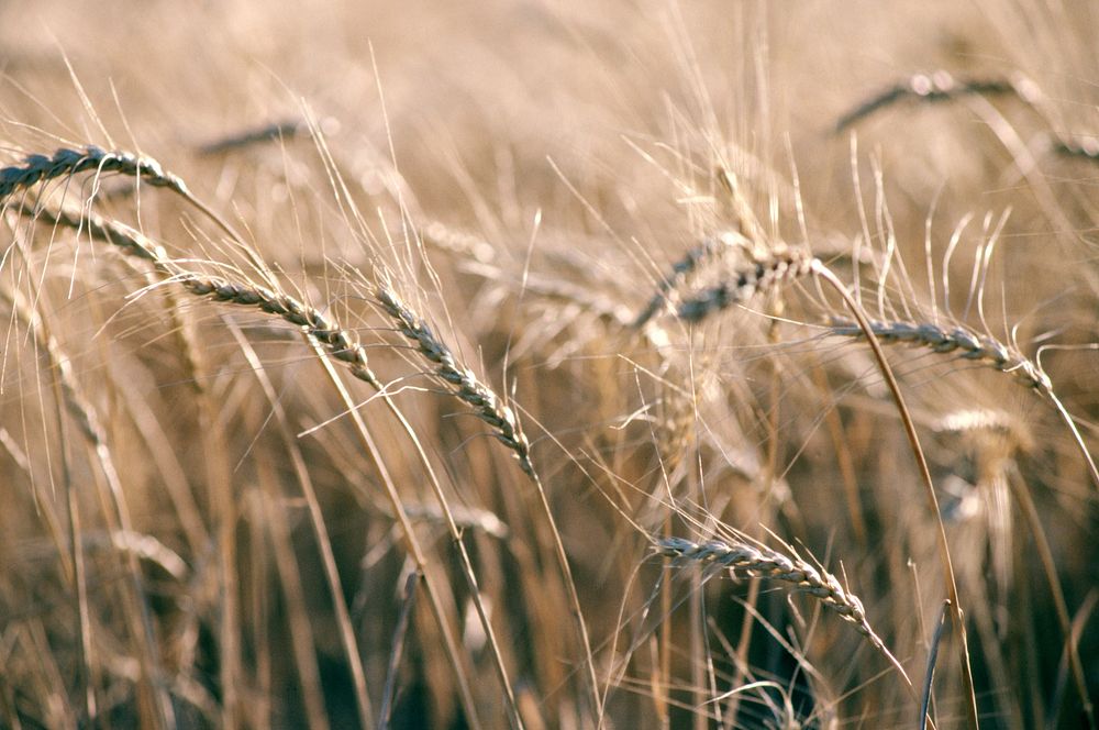 Close-up of winter wheat, August 1985. Original public domain image from Flickr