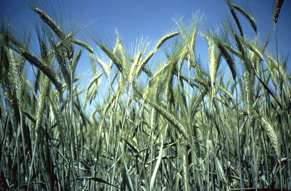 Stalks of green wheat. Original public domain image from Flickr