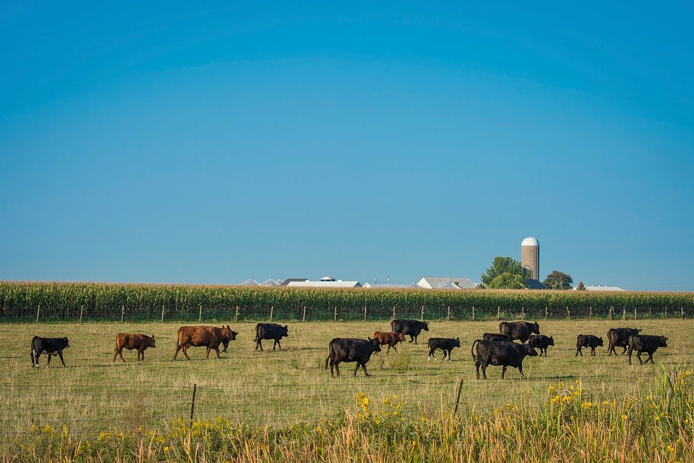 Cattle graze in a field outside of Walcott, Iowa, Sept. 13, 2017.USDA Photo by Preston Keres. Original public domain image…
