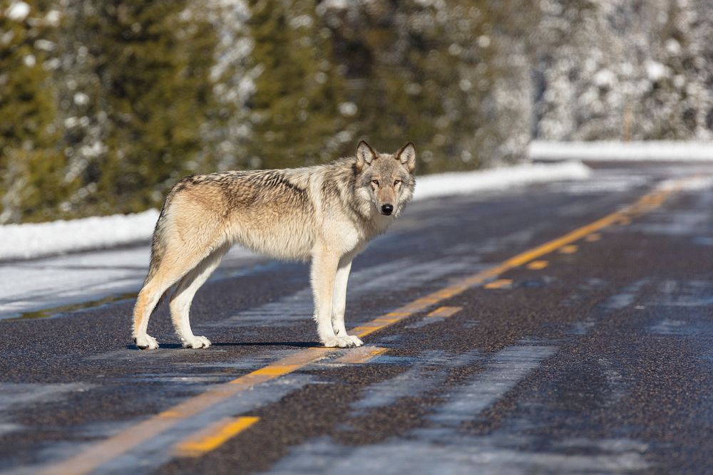 Wolf in the road near Artist Paint Pots by Jacob W. Frank. Original public domain image from Flickr