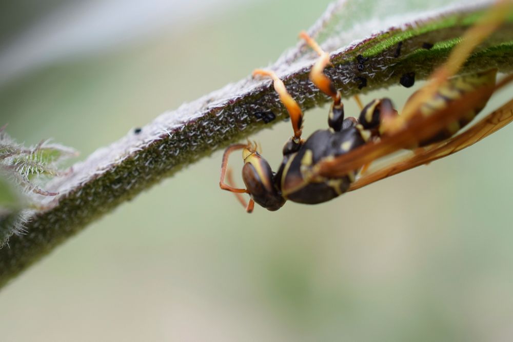 Long-horned beetle on plant stalk in Conservation Stewardship Program (CSP) pollinator planting, Baker, Montana, August…