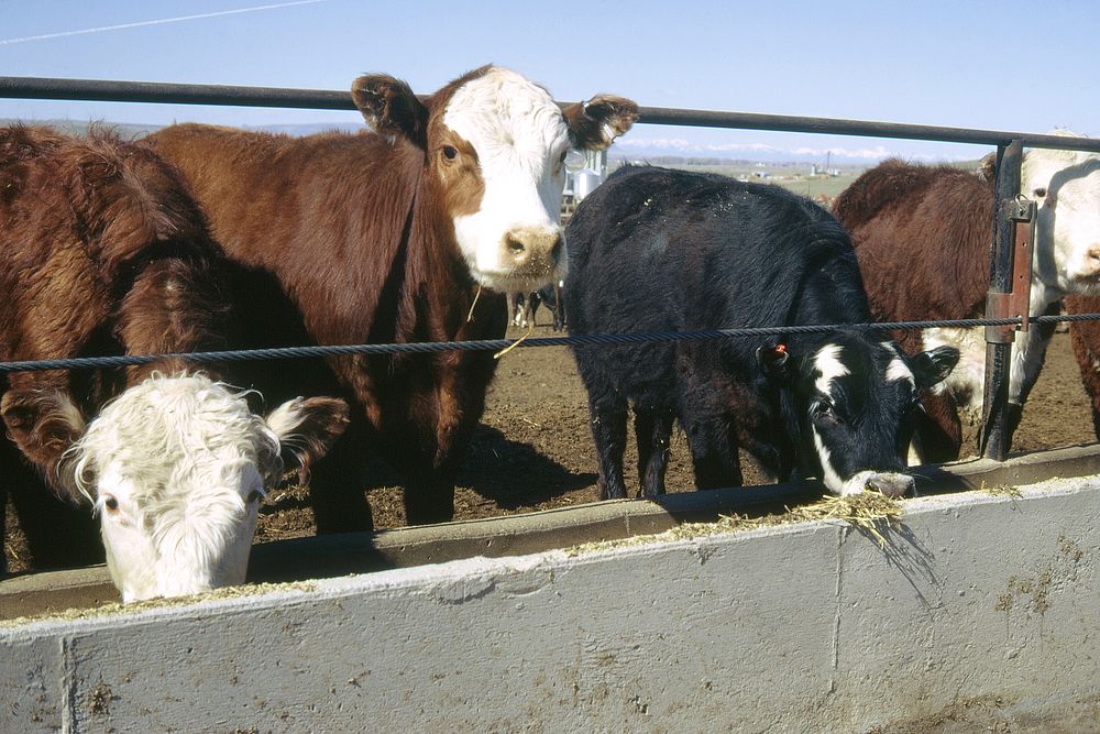 Cows eating out of t-bone feeders in Vaughn, Montana. May 1973. Original public domain image from Flickr