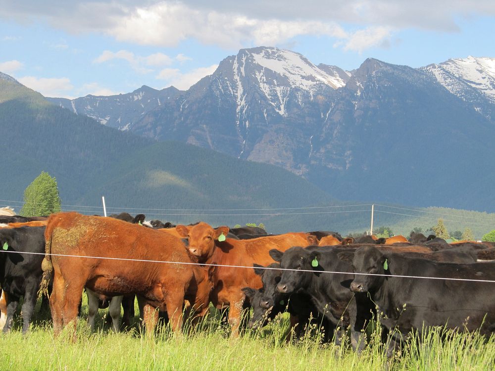High stock density grazing on irrigated pasture in Lake County, MT. July 2014. Original public domain image from Flickr