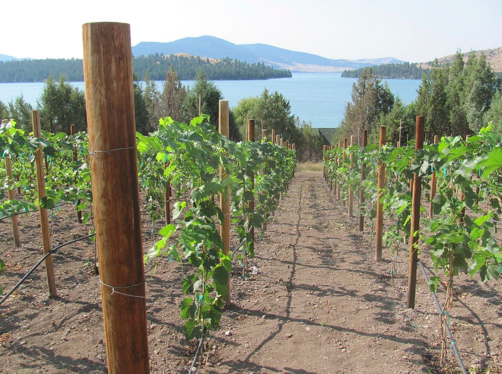 This vineyard in Lake County, Montana, uses micro irrigation to grow hybrid grapes. August 2013. Original public domain…