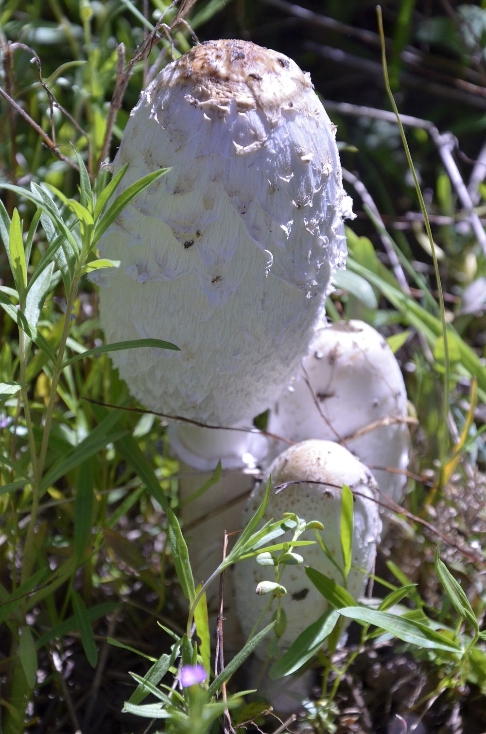 Shaggy Maine, Lawyers Wig or Inky Cap mushroom. Bozeman, MT. June 2013. Original public domain image from Flickr