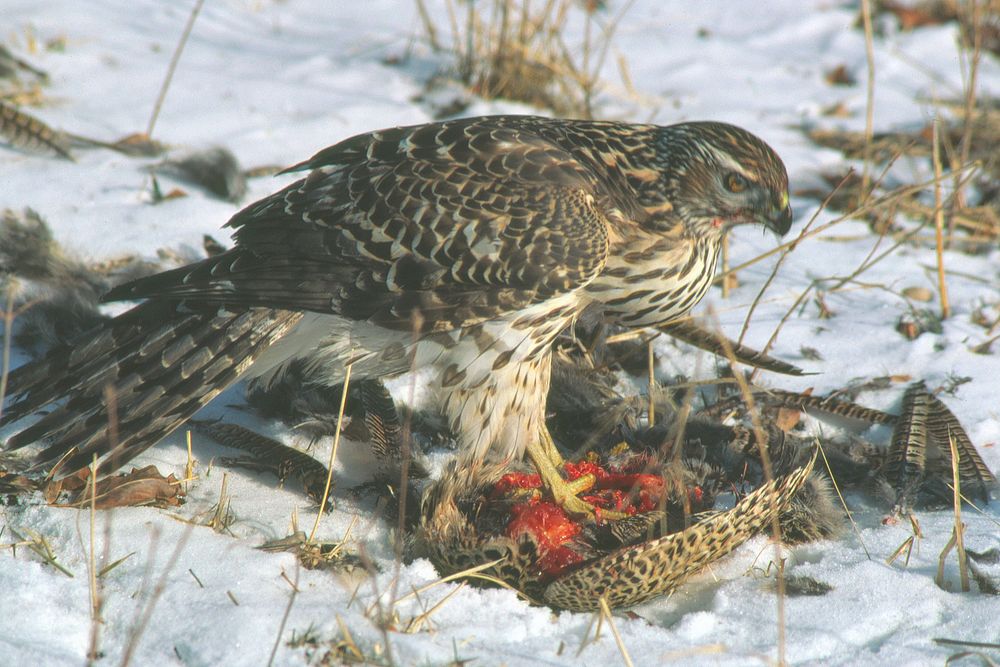 Immature Cooper's hawk eating a pheasant, January 1984. Original public domain image from Flickr