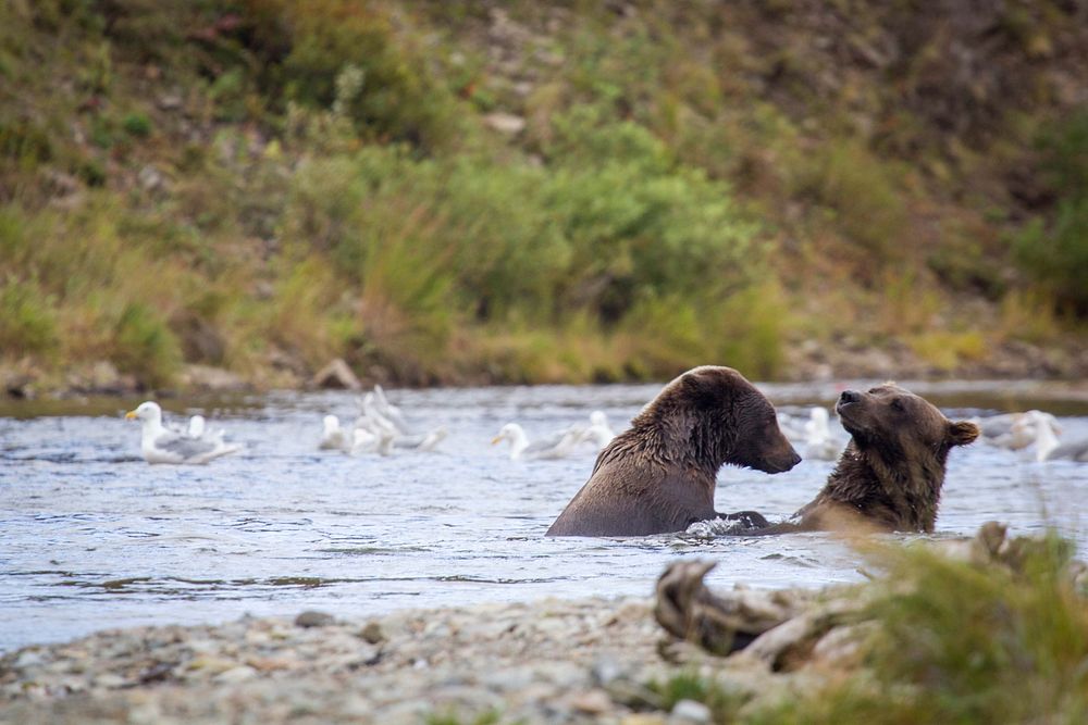 Two young bears playing in Moraine Creek.