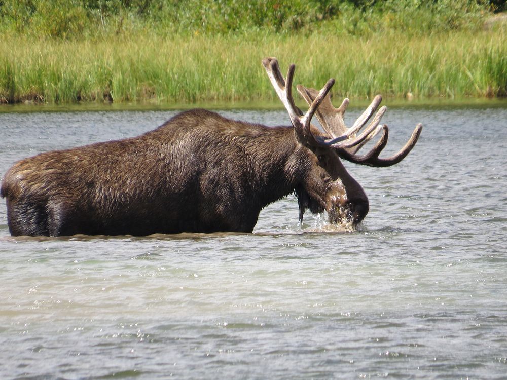 Moose feeds on aquatic plants in Glacier National Park, Montana. August 2013. Original public domain image from Flickr
