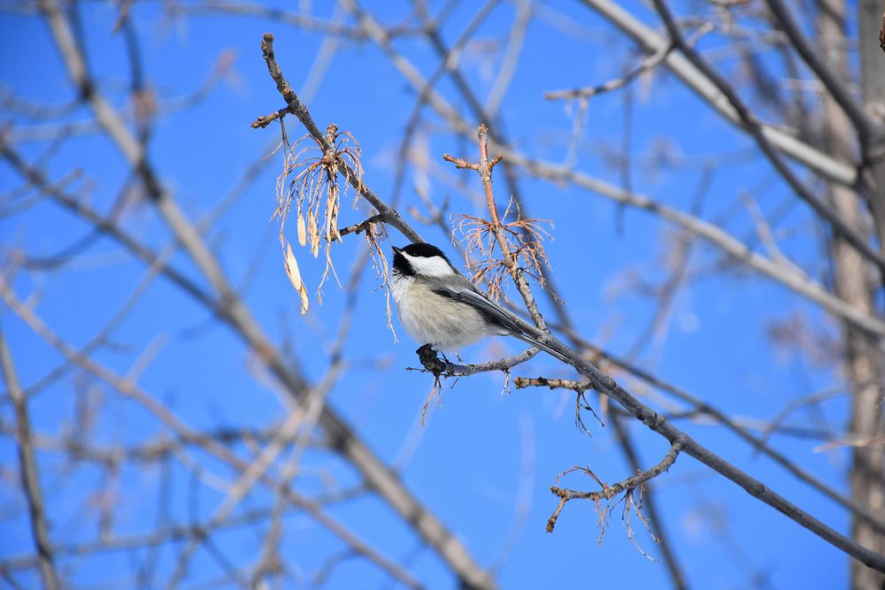 Black-capped chickadee foraging on green ash seeds. Cascade County. February 2018. Original public domain image from Flickr