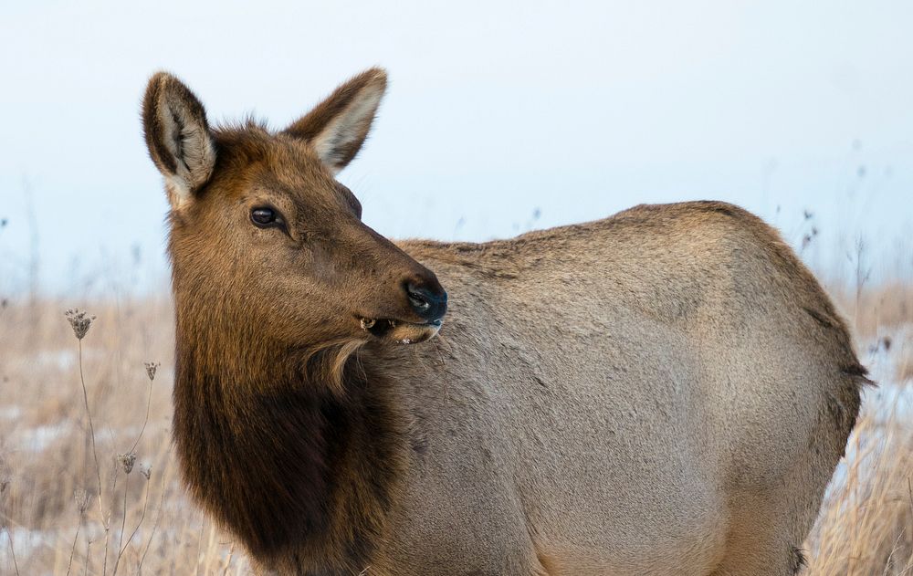 Elk grazing at Neal Smith National Wildlife RefugePhoto by Danielle Brigida/USFWS. Original public domain image from Flickr