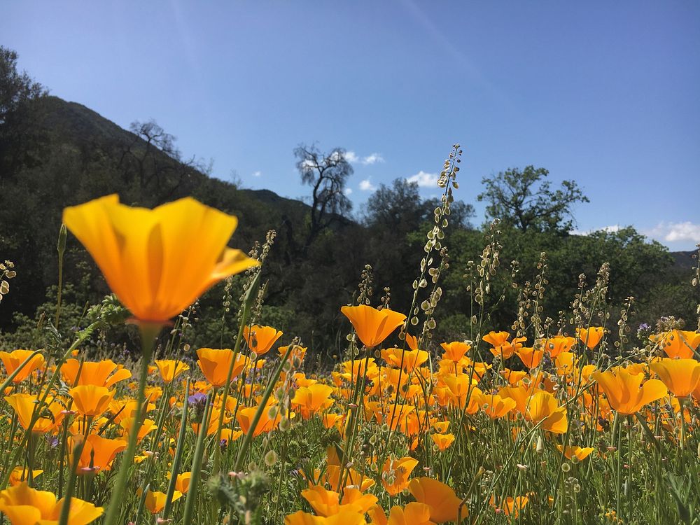 California poppies at Paramount Ranch. 4/16/2018. Spring bloomer. Original public domain image from Flickr