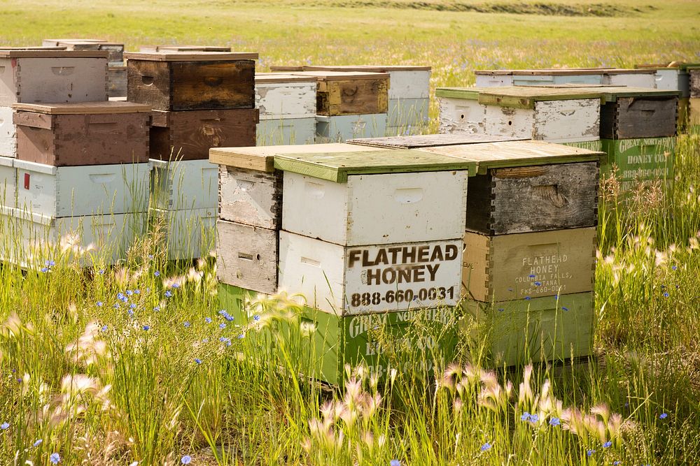Bee hives on the John Wiegand farm near Shelby, Mont. June 2017. Toole County, Montana.. Original public domain image from…
