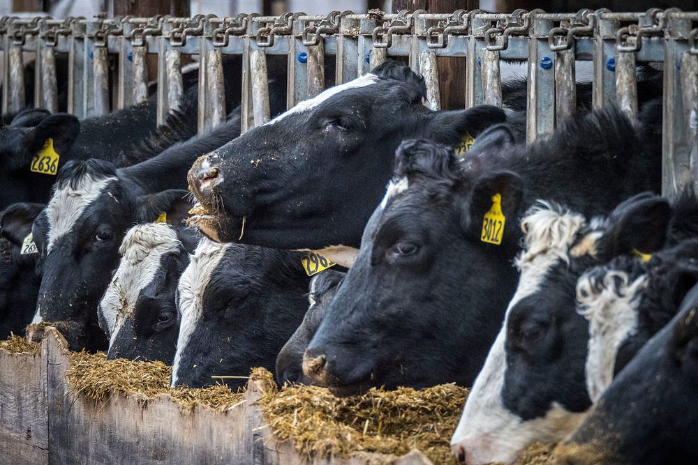 Holstein cows feed on the Reinford Farms outside of Mifflintown, Pennsylvania, January 24, 2018.USDA Photo by Preston Keres.…