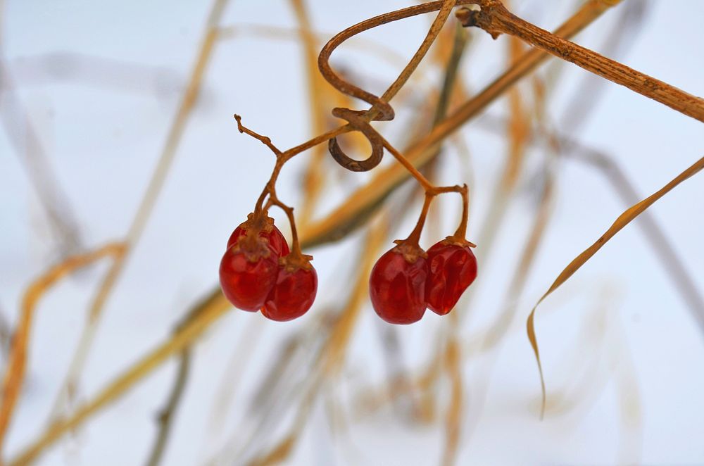 Winter berriesVirginia creeper berries are an excellent food source for birds and other wildlife in the winter.Photo by Mara…