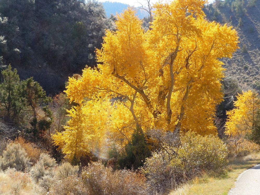 Fall cottonwoods at Lewis and Clark Caverns State Park in Jefferson County, Montana. Original public domain image from Flickr