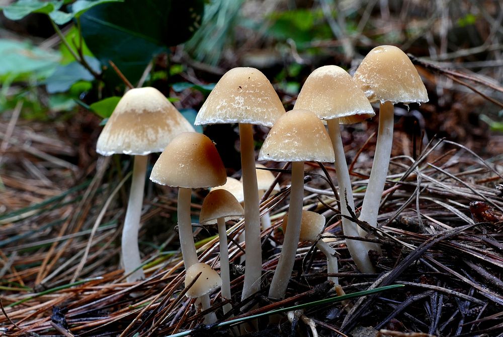 Psathyrella is a large genus of about 400 species, and is similar to the genera Coprinellus, Coprinopsis, Coprinus and…