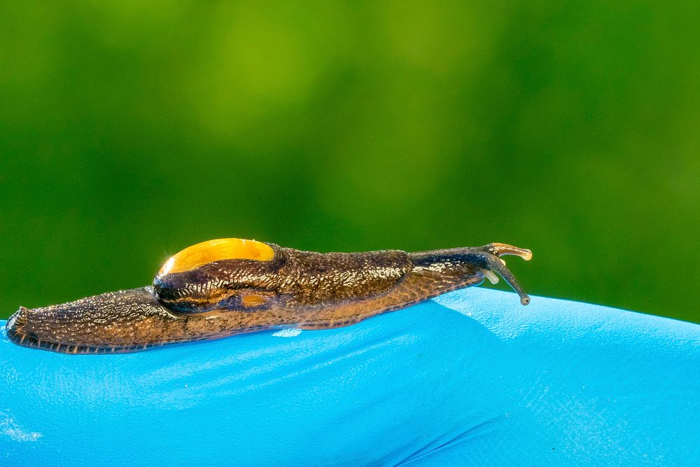 U.S. Department of Agriculture (USDA) Pest Survey Specialist Rosimar Morales looks for the Parmarion slug at the Estacion…