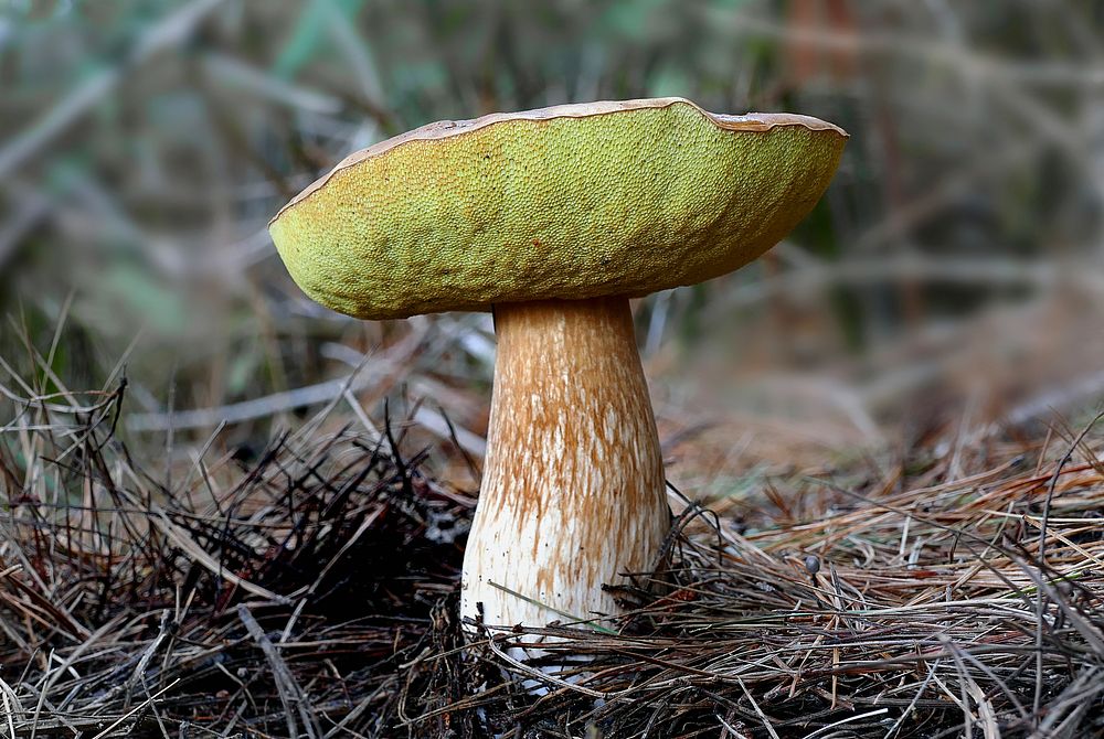 Bolete fungi, mushroom-like fruiting body, fleshy. Original public domain image from Flickr
