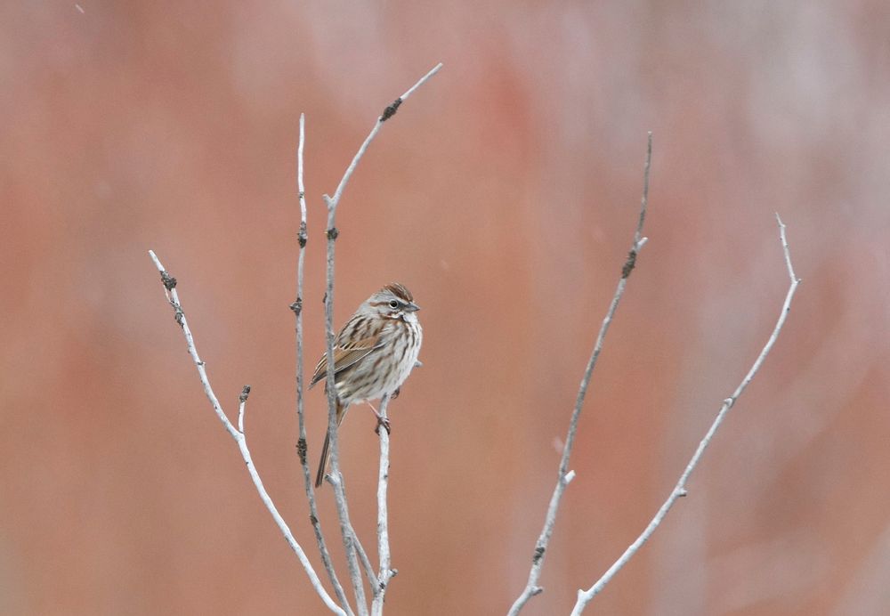 A song sparrow sings from the top of a sapling. Broadwater County, MT. April 2018. Original public domain image from Flickr
