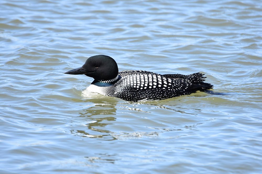 A common loon on the Missouri River in Great Falls, Montana. April 2018. Original public domain image from Flickr