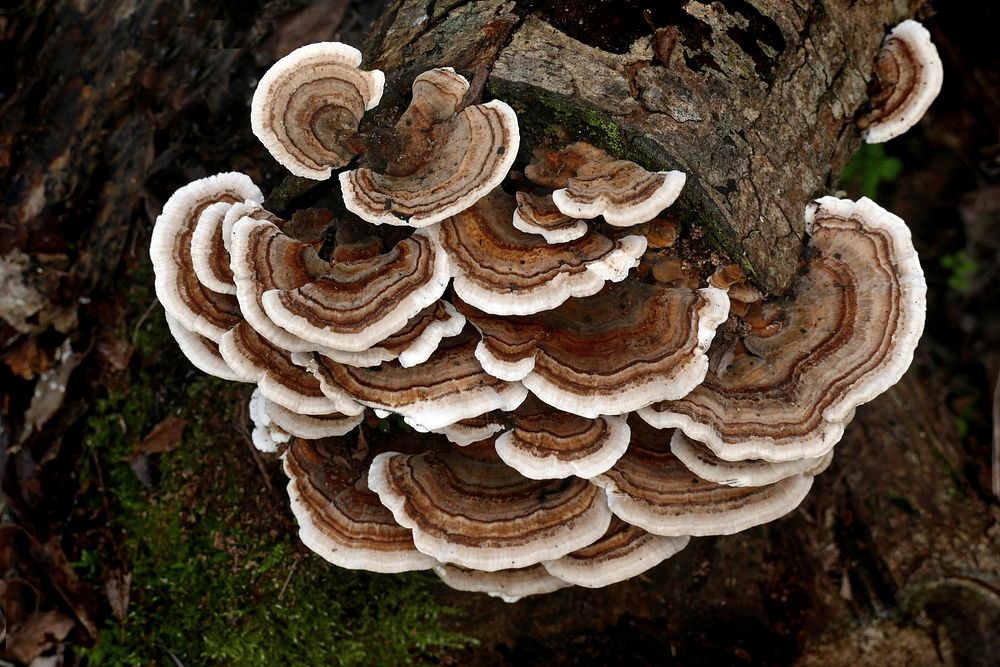 Brown mushroom or Turkey tail fungus--Polypore mushroom found throughout the world. Original public domain image from Flickr
