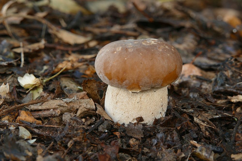 Boletus edulis is a basidiomycete fungus, and the type species of the genus Boletus.