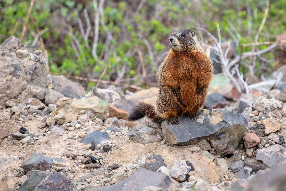 Marmot near Dunraven Pass by Jacob W. Frank. Original public domain image from Flickr